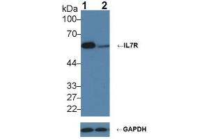 Western Blotting (WB) image for anti-Interleukin 7 Receptor (IL7R) (AA 173-260) antibody (ABIN7434320)