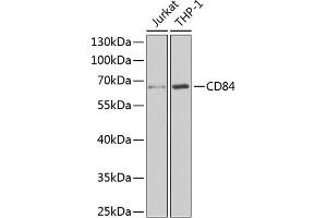 Western blot analysis of extracts of various cell lines, using CD84 antibody (ABIN6132251, ABIN6138235, ABIN6138236 and ABIN6222077) at 1:1000 dilution. (CD84 antibody  (AA 22-225))