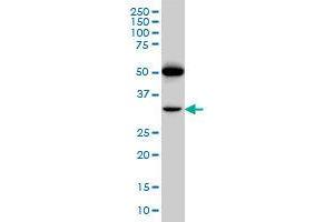 Image no. 3 for anti-Prostacyclin Receptor (PTGIR) (AA 296-387) antibody (ABIN465964) (Prostacyclin Receptor antibody  (AA 296-387))