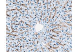 Immunohistochemical staining of mouse liver cells. (FLT4 antibody  (Extracellular Domain))