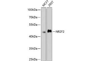 Western blot analysis of extracts of various cell lines, using NR2F2 antibody (ABIN6133831, ABIN6144820, ABIN6144821 and ABIN6214430) at 1:1000 dilution. (NR2F2 antibody  (AA 1-100))
