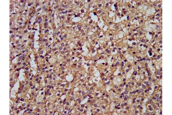 DLST antibody  (AA 76-225)