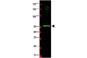 Image no. 1 for anti-RAD23 Homolog B (RAD23B) (AA 163-176) antibody (ABIN401177)