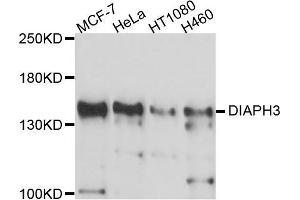Western blot analysis of extracts of various cell lines, using DIAPH3 antibody (ABIN5997586) at 1/1000 dilution. (DIAPH3 antibody)