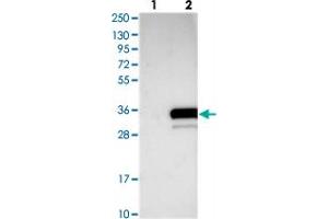 Western blot analysis of Lane 1: Negative control (vector only transfected HEK293T lysate), Lane 2: Over-expression Lysate (Co-expressed with a C-terminal myc-DDK tag (~3. (C20ORF196 antibody)