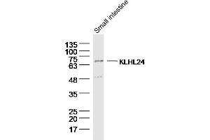 Lane 1: Mouse small intestine lysates probed with KLHL24 Polyclonal Antibody, Unconjugated  at 1:300 overnight at 4˚C. (Kelch-Like 24 antibody  (AA 1-100))