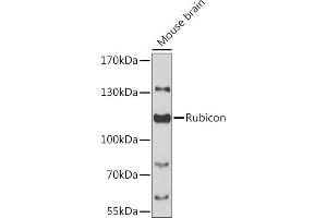 Western blot analysis of extracts of mouse brain, using Rubicon antibody (ABIN6127998, ABIN6147300, ABIN6147301 and ABIN6217065) at 1:3000 dilution. (Rubicon antibody  (AA 1-200))