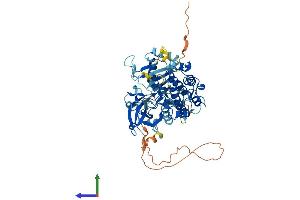 AlphaFold protein structure predicition of Human Recombinant PRKCZ Protein, UniprotID Q05513 (PKC zeta Protein (AA 1-592) (His tag))