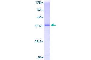 IL-37 Protein (AA 1-218) (GST tag)