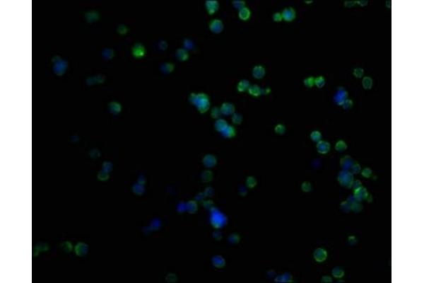 PRAMEF1 antibody  (AA 1-261)