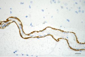 anti-Arrestin, beta 1 (ARRB1) (pSer412) antibody