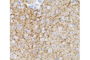 Immunohistochemistry of paraffin-embedded Mouse brain using NTF3 Polyclonal Antibody (Neurotrophin 3 antibody)