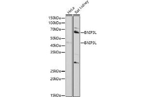 Western blot analysis of extracts of various cell lines, using BNIP3L antibody (ABIN6129989, ABIN6137622, ABIN6137623 and ABIN6221881) at 1:1000 dilution. (BNIP3L/NIX antibody  (AA 1-187))