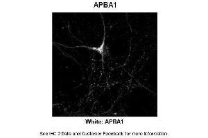 Sample Type :  Rat Hippocampal Neurons - 14DIV  Primary Antibody Dilution :  1:200  Secondary Antibody :  Anti-rabbit-Cy3  Secondary Antibody Dilution :  1:500  Color/Signal Descriptions :  White: APBA1  Gene Name :  APBA1  Submitted by :  Dan Fowler - University of Oregon, Institute of Neuroscience (APBA1 antibody  (N-Term))