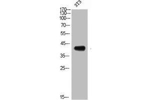 Western Blot analysis of NIH-3T3 cells using CD192 Polyclonal Antibody (CCR2 antibody  (N-Term))