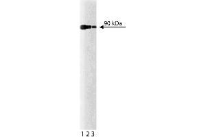 Western blot analysis for Calnexin on a HeLa cell lysate (Human cervical epitheloid carcinoma, ATCC CCL-2). (Calnexin antibody  (AA 116-301))