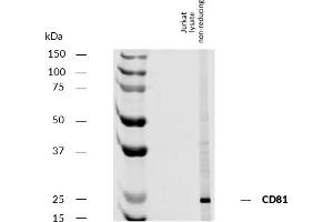 Western blotting analysis of human CD81 using mouse monoclonal antibody M38 on lysate of Jurkat cell line under non-reducing conditions.