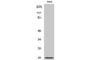 Western Blotting (WB) image for anti-Cofilin 1 (CFL1) antibody (ABIN5959206) (Cofilin antibody)