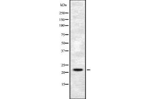 FGF6 antibody  (N-Term)
