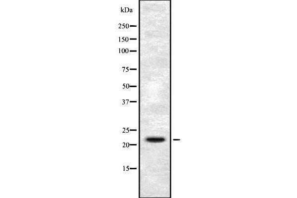FGF6 antibody  (N-Term)