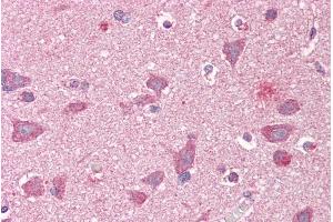 ABIN185234 (3. (GRIPAP1 antibody  (N-Term))