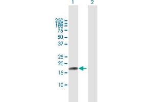 Western Blot analysis of IL17F expression in transfected 293T cell line by IL17F MaxPab polyclonal antibody. (IL17F antibody  (AA 1-163))