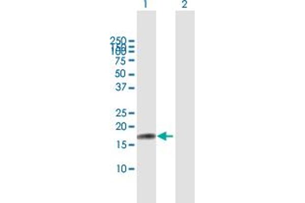 IL17F antibody  (AA 1-163)