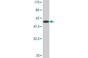 Western Blot detection against Immunogen (51. (TGIF2 antibody  (AA 1-237))