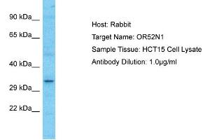 Host: Rabbit Target Name: OR52N1 Sample Type: HCT15 Whole Cell lysates Antibody Dilution: 1. (OR52N1 antibody  (C-Term))
