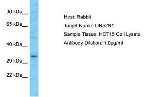 OR52N1 antibody  (C-Term)