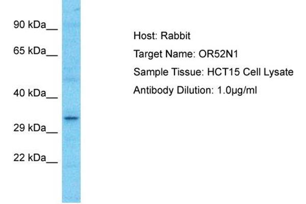 OR52N1 antibody  (C-Term)
