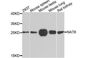Western blot analysis of extracts of various cell lines, using NAT8 antibody.