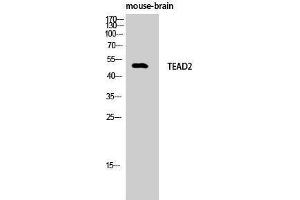 Western Blotting (WB) image for anti-TEA Domain Family Member 2 (TEAD2) (Internal Region) antibody (ABIN3187221) (TEAD2 antibody  (Internal Region))