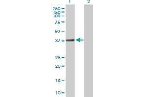 Western Blot analysis of TEX264 expression in transfected 293T cell line by TEX264 MaxPab polyclonal antibody.