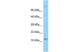 WB Suggested Anti-Rps12 Antibody Titration: 1. (RPS12 antibody  (C-Term))