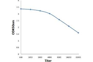 Antigen: 0. (GTR2 antibody  (AA 301-399))