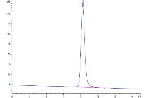 The purity of Human CCR8 is greater than 95 % as determined by SEC-HPLC. (CCR8 Protein (AA 1-35) (mFc Tag))