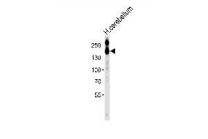 Western blot analysis of lysate from HT-1080 cell line, using NC Antibody (C-term) (ABIN6242237 and ABIN6577689). (CD56 antibody  (C-Term))