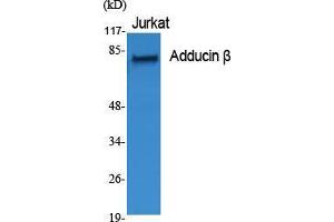 Western Blot (WB) analysis of specific cells using Adducin beta Polyclonal Antibody. (ADD2 antibody  (Internal Region))