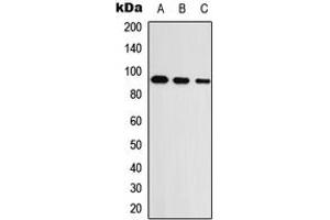 Western blot analysis of UNC5A expression in HEK293T (A), Raw264. (UNC5A antibody  (Center))