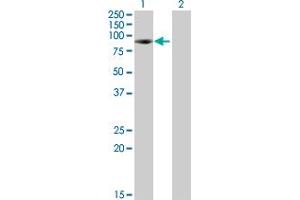 Western Blot analysis of KIAA1467 expression in transfected 293T cell line by KIAA1467 MaxPab polyclonal antibody. (FAM234B antibody  (AA 1-622))