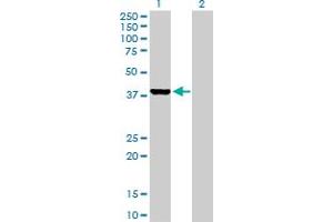 Western Blot analysis of GLRX3 expression in transfected 293T cell line by GLRX3 MaxPab polyclonal antibody. (GLRX3 antibody  (AA 1-335))