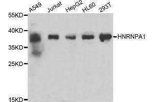 Western blot analysis of extracts of various cell lines, using HNRNPA1 antibody (ABIN5975570) at 1/200 dilution.
