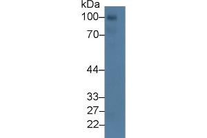 CD93 antibody  (AA 82-369)