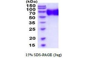 SDS-PAGE (SDS) image for Ubiquitin Carboxyl-terminal Esterase L3 (Ubiquitin Thiolesterase) (Uchl3) (AA 1-230) protein (His tag) (ABIN5854666)