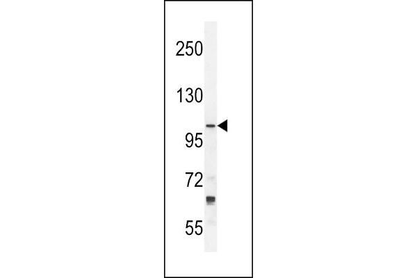 Tolloid-Like 2 anticorps  (N-Term)