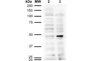 Western Blot analysis of Human Cervical Cancer cell line (HeLa) showing detection of Acrolein-BSA using Mouse Anti-Acrolein Monoclonal Antibody, Clone 10A10 . (Acrolein antibody  (Atto 390))