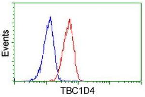 Image no. 1 for anti-TBC1 Domain Family, Member 4 (TBC1D4) antibody (ABIN1501319) (TBC1D4 antibody)