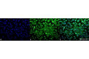 Immunocytochemistry/Immunofluorescence analysis using Rabbit Anti-p38 Polyclonal Antibody . (MAPK14 antibody  (PerCP))