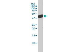 BAG1 monoclonal antibody (M04), clone 4C10 Western Blot analysis of BAG1 expression in HL-60 . (BAG1 antibody  (AA 241-345))